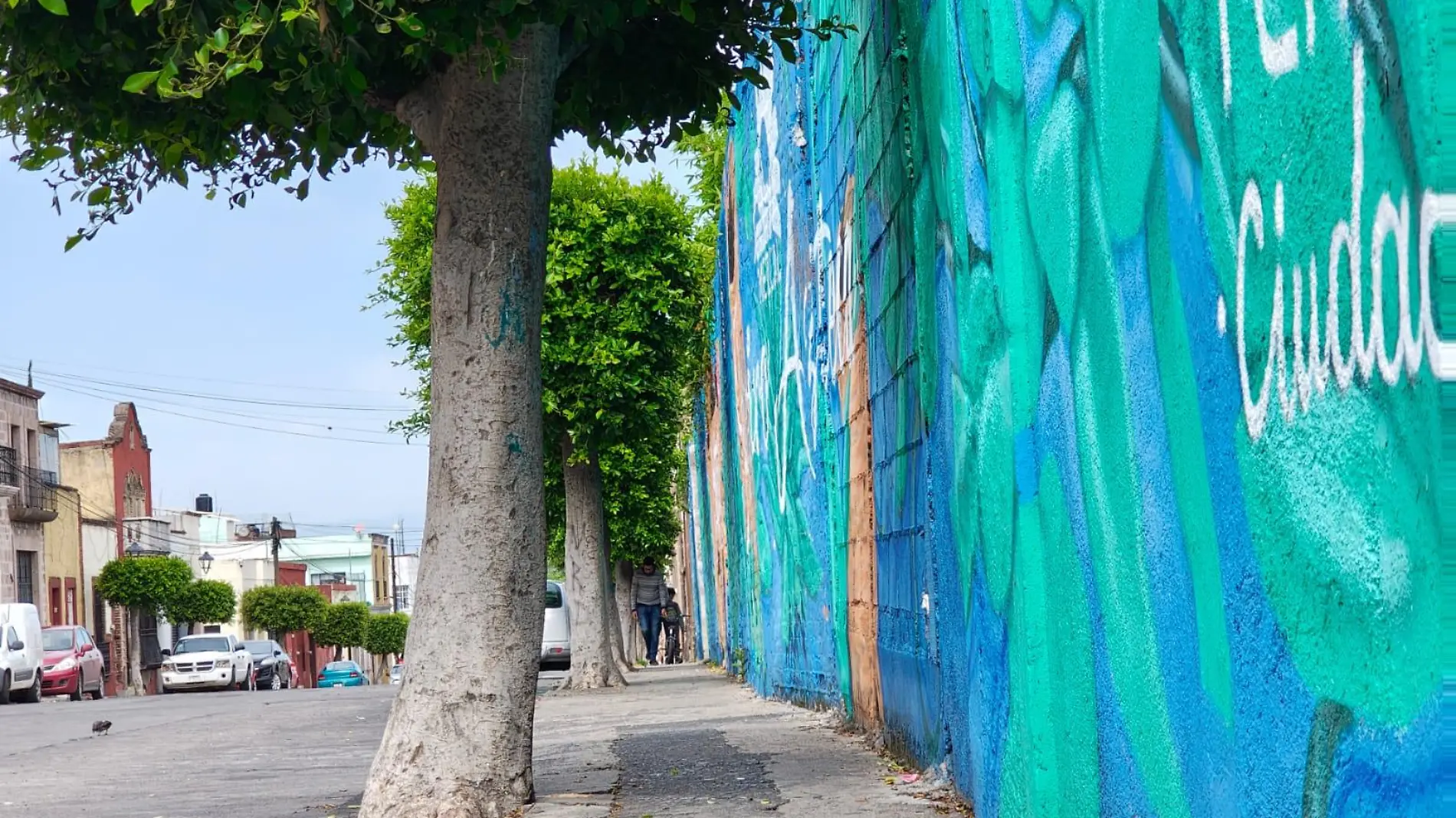 Árboles plantandos en banqueta